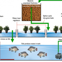 Hệ thống nuôi cá, trồng cây (Aquaponics)
